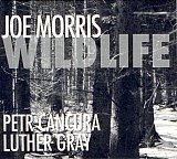 Joe Morris : « Wildlife »